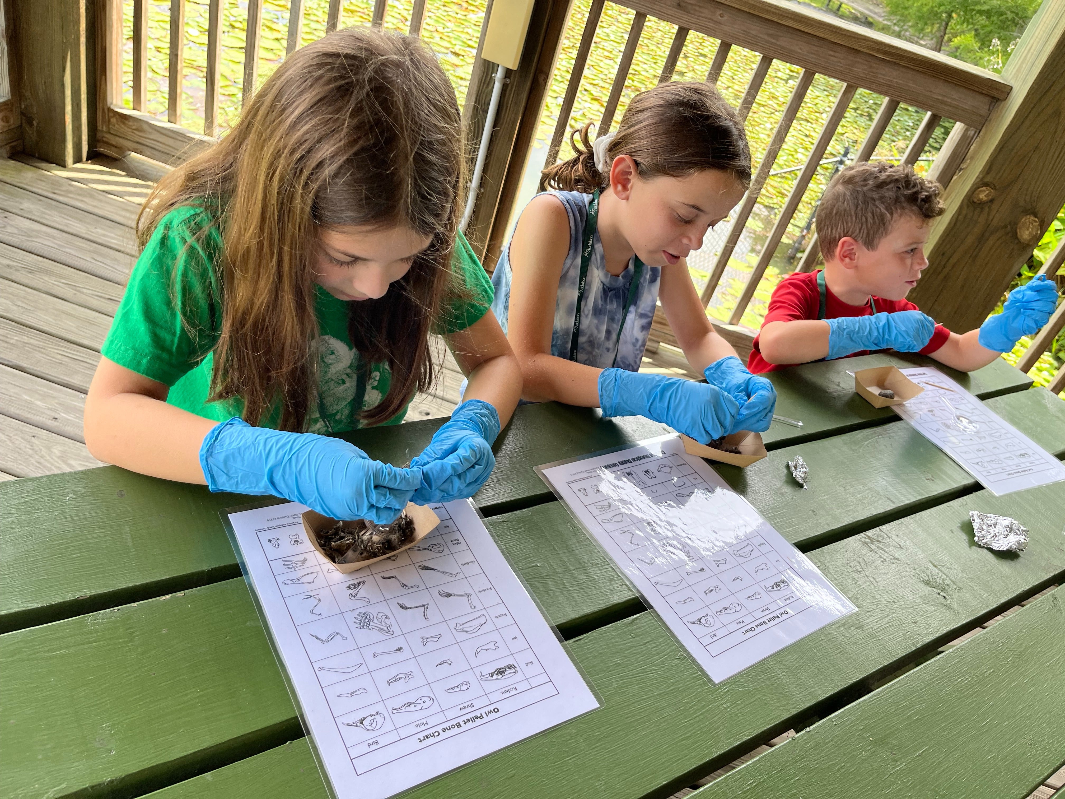 Three children sit at a picnic table and dissect owl pellets with blue gloves on.